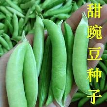 甜脆豌豆种子 荷兰豆蔬菜种籽 四季播种低温矮生农家蔬菜抗病