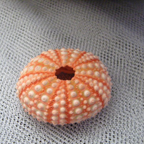 海胆壳 海螺贝壳情侣定情信物礼物 地台橱窗装饰品小摆件-阿里巴巴