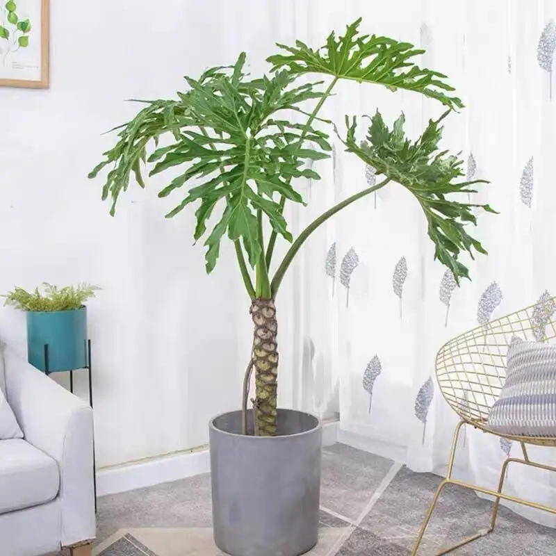 春羽大盆栽植物龙鳞杆水培老桩室内小天使绿植龟背竹耐阴观叶植物