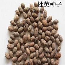 新采绿化林木杜英种子行道彩色籽杜英种子杜英种子包发芽