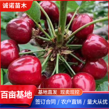 早熟弗里斯科大樱桃树苗 矮化吉塞拉6号砧木嫁接 自花授粉产量高