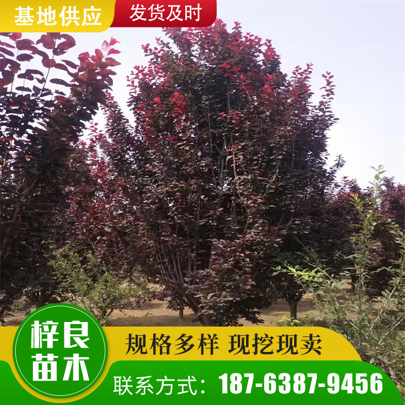 基地批发绿化10公分红叶李 分枝 树形优美8公分紫叶李