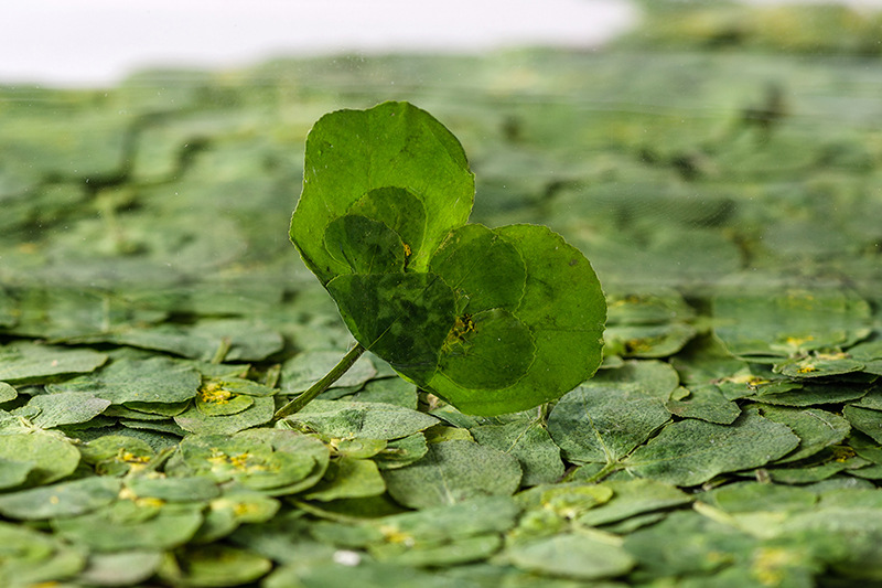 泽漆 干花压花押花贴脸装饰花真树叶植物标本真树叶真花diy材料