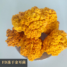 云南特产黄木耳椴木金耳 干木耳500克餐饮采购FD冻干金耳菌批发