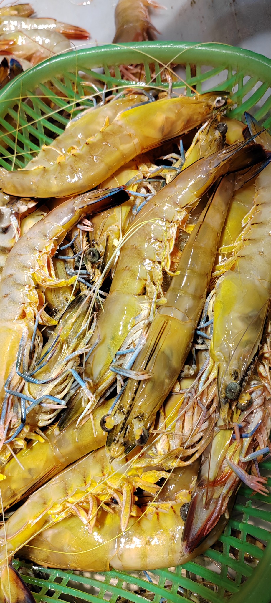 北部湾蓝尾虾明虾,满五斤包邮发顺丰冷链-阿里巴巴