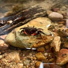 迷你辣椒蟹活体深水观赏蟹吃虫除藻淡水蟹鱼缸爬宠豆豆蟹宠物螃蟹