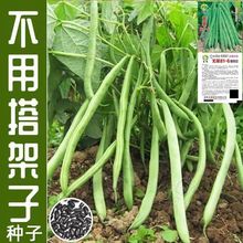 无架四季豆种子早熟高产豆角种籽蔬菜孑盆栽菜豆地豆不搭架扁豆种