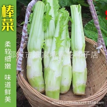 棒菜种子薄皮棒菜大棒菜白皮芥菜种四川花叶菜头川渝特色秋播蔬菜