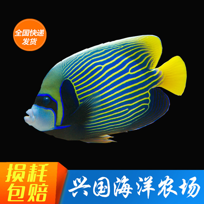 皇后神仙活体海水鱼大型神仙鱼皇帝神仙海缸观赏宠物鱼快递包活