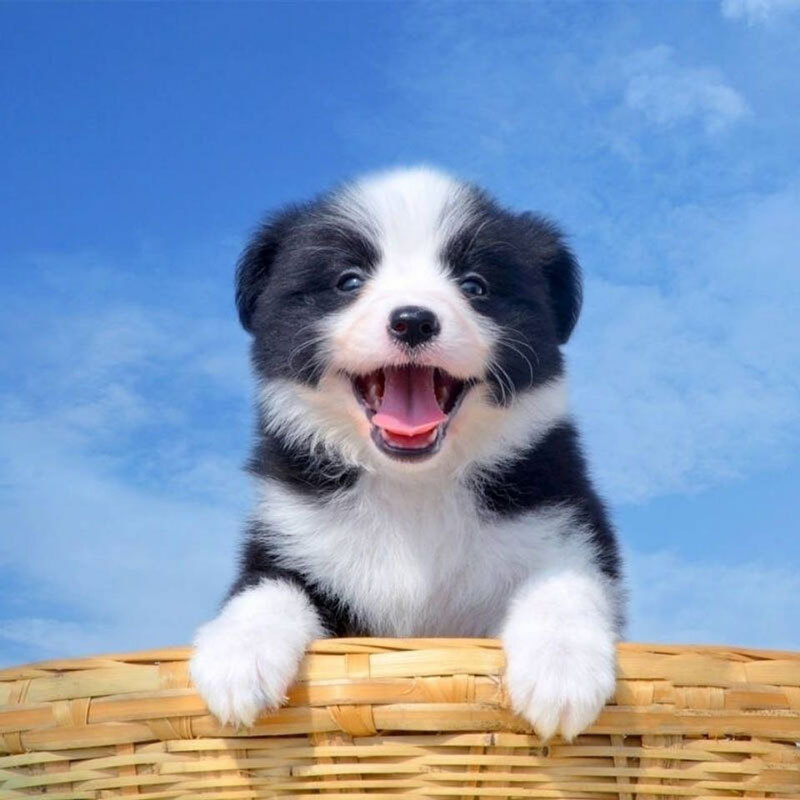 纯种边牧幼犬狗狗活体宠物狗幼崽边境牧羊犬中型犬陨石七白三通狗