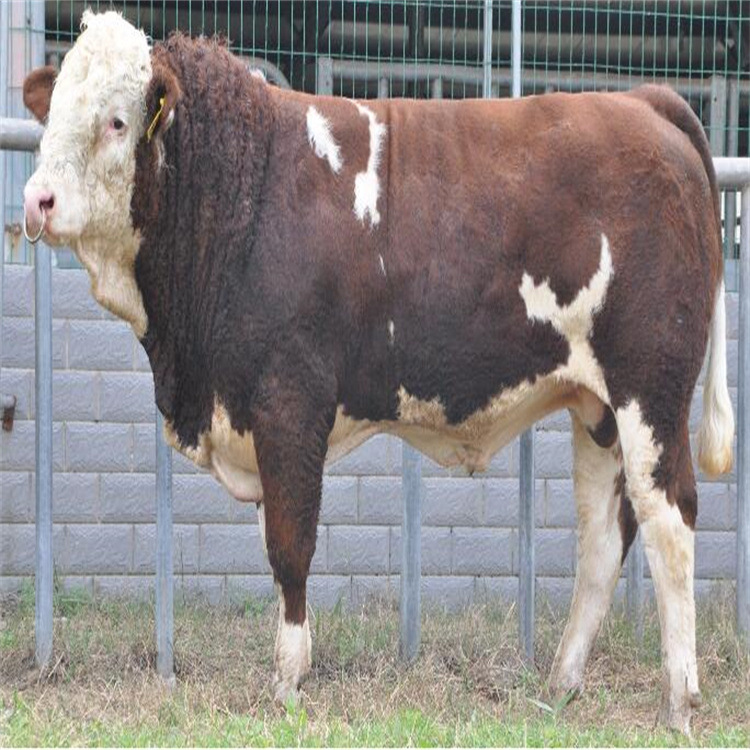 五代西门塔尔种牛 怀孕大母牛 三百斤至五百斤西门塔尔牛