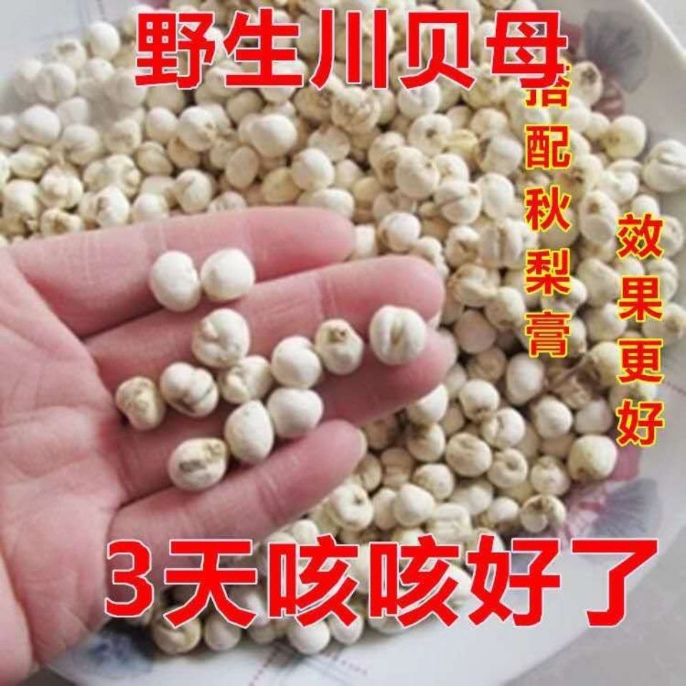 川贝母 尖贝母 小贝母松贝四川川贝珍珠贝米贝真货好货真货好货