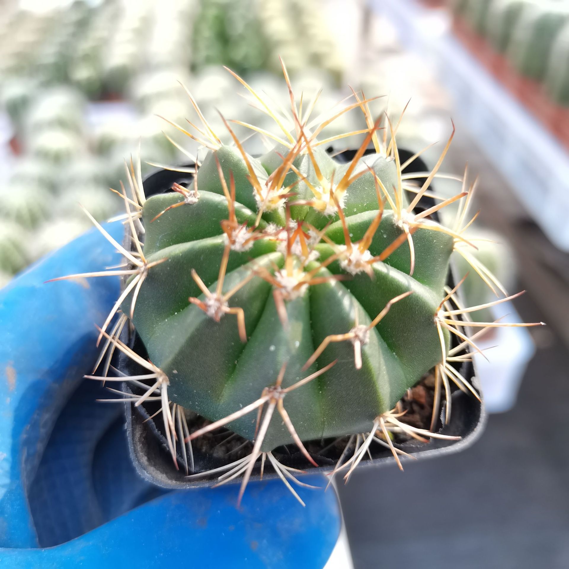 【基地直发】仙人球批发层云 黄金云 多肉植物 仙人掌仙人柱 批发