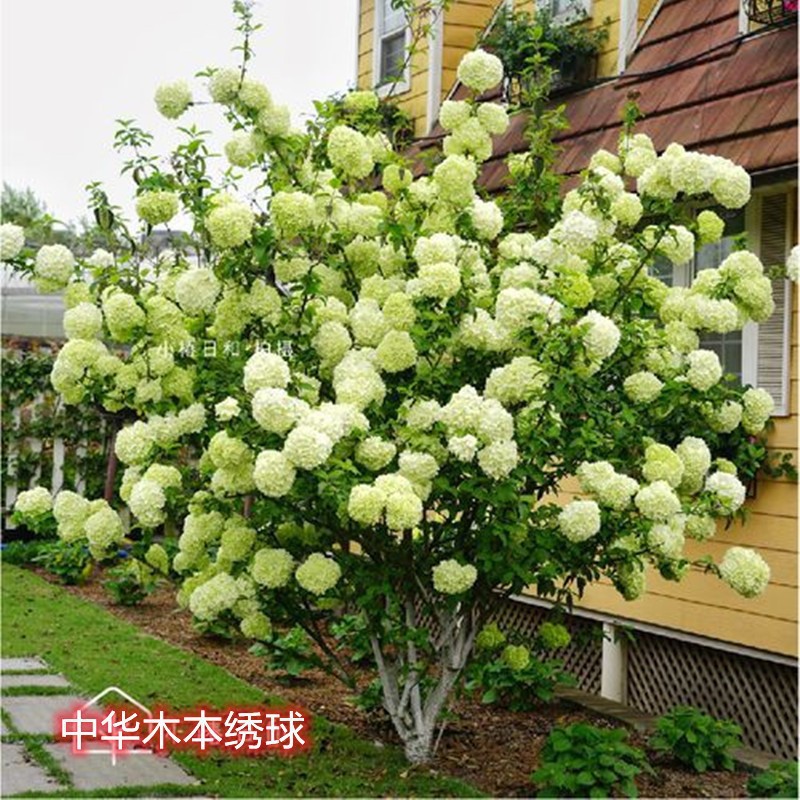 中华木绣球树苗庭院地栽盆栽绣球花苗大花斗球苗木本绣球琼花树苗