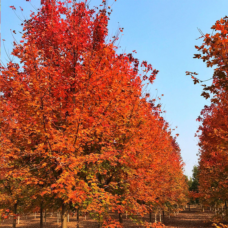 12公分美国红枫秋火焰450元起十二年诚信通企业品质保证