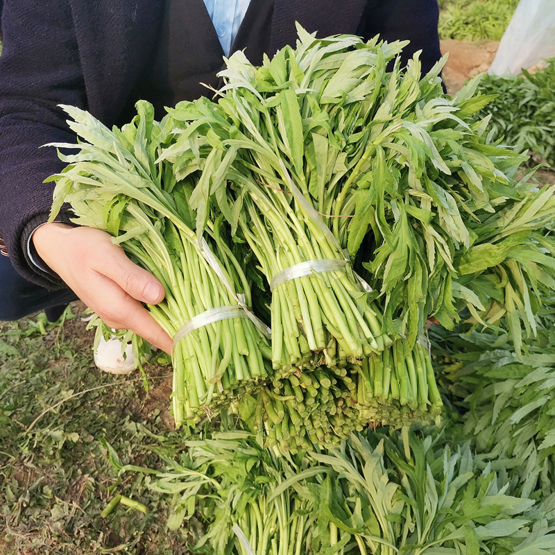 5斤江西鄱阳湖藜蒿新鲜3斤带叶农家篱蒿黎蒿芦蒿泥蒿炒腊肉蔬菜
