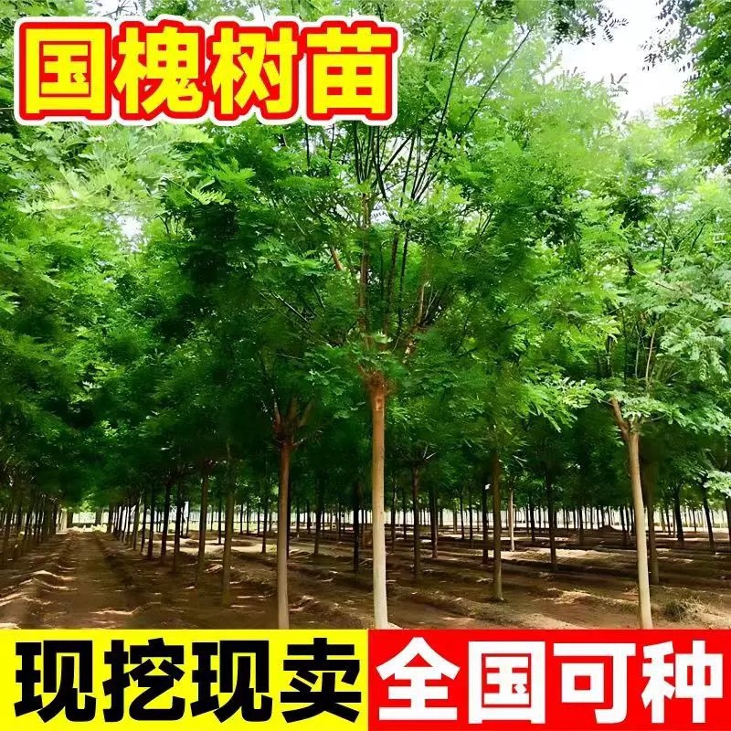 树苗大型绿化速生槐树苗小苗耐寒种植行道树庭院别墅风景树