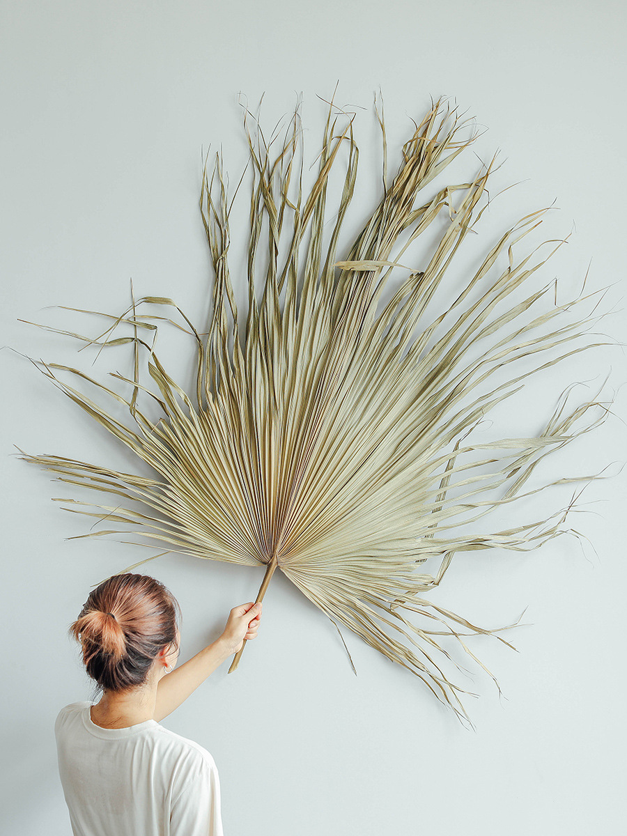 蒲扇叶子干花扇子叶森系花结婚店陈列软装拱门布置棕榈蒲草花园