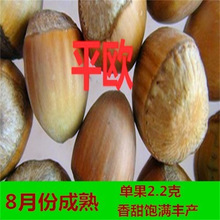 东北耐寒美国大榛子树苗平欧榛子苗树落叶地栽南北方种植当年结果
