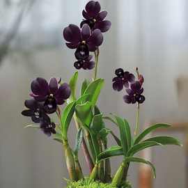 懒人好养浓香型水培石斛兰花特漂亮四季室内盆栽水养绿植跨境厂家