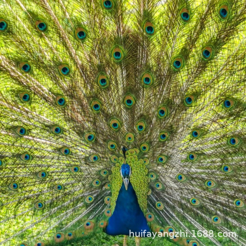 大尾巴观赏孔雀活体 批发出售脱温孔雀苗 景区园林养殖蓝孔雀活体