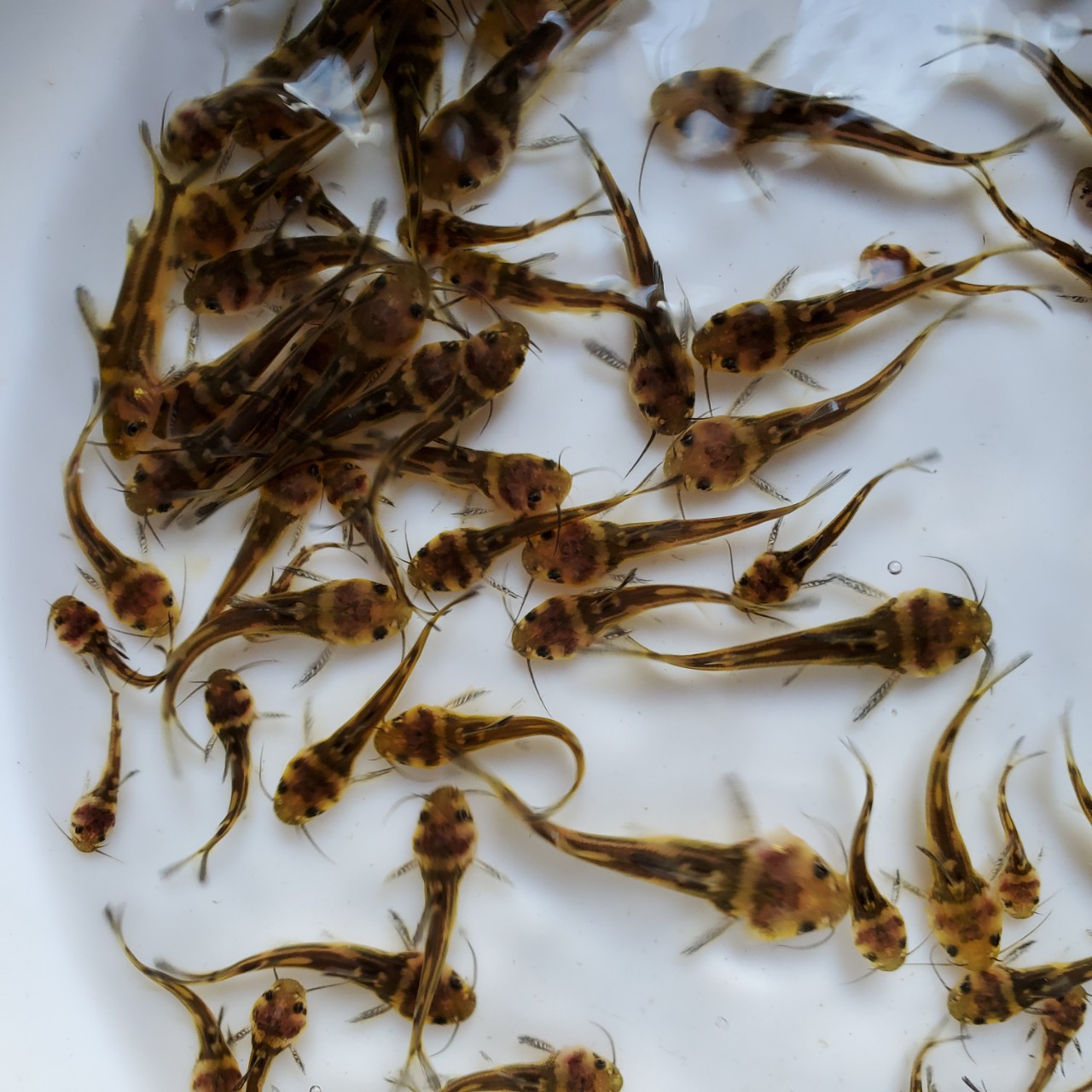 黄骨鱼苗 杂交黄骨鱼 黄颡鱼苗 牛尾巴鱼苗 黄蜂鱼苗 全雄黄骨鱼