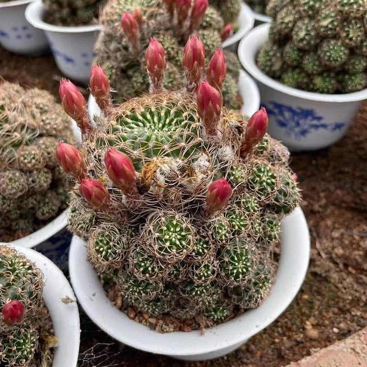 基地直供仙人球系列方便面盆栽多仔多球会开花耐运输可出口植物