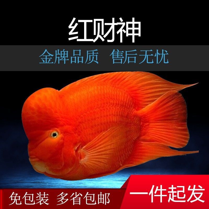 热带观赏鱼血红鹦鹉鱼活鱼发财鱼活体银龙鱼淡水鱼元宝红-阿里巴巴