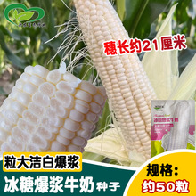 北京四海京甜糯807玉米大棒甜加糯1比3粘黏白甜糯玉米种子蔬菜籽