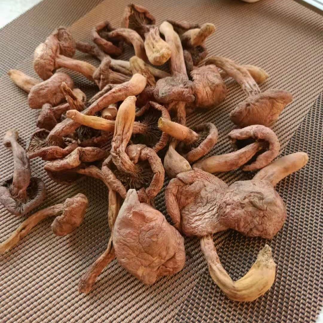 东北红蘑 长白山纯野生红松伞蘑菇 肉蘑 新货菌菇 干货野生松树蘑