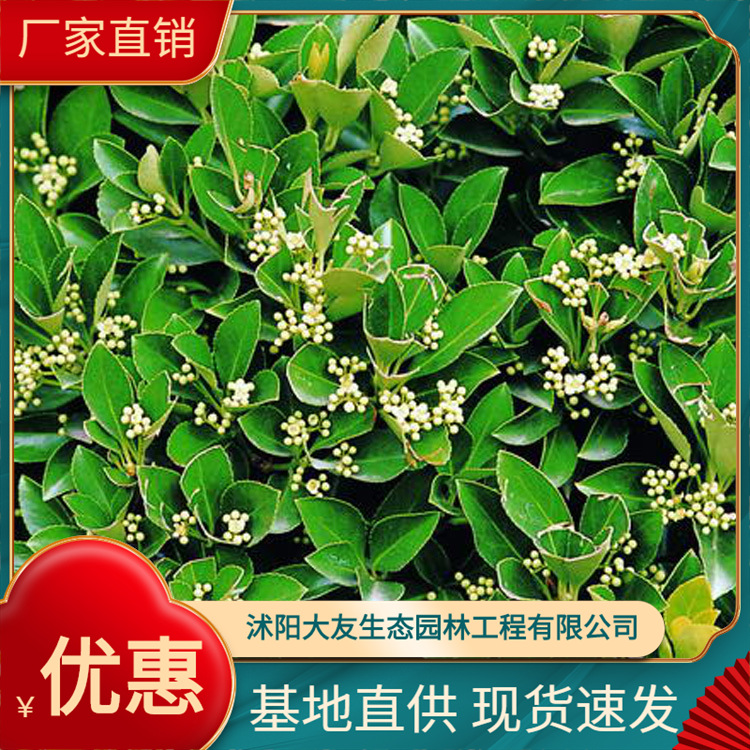 大量供应大叶黄杨花 金边黄杨花 四季常青绿化小花 基地直销 厂家