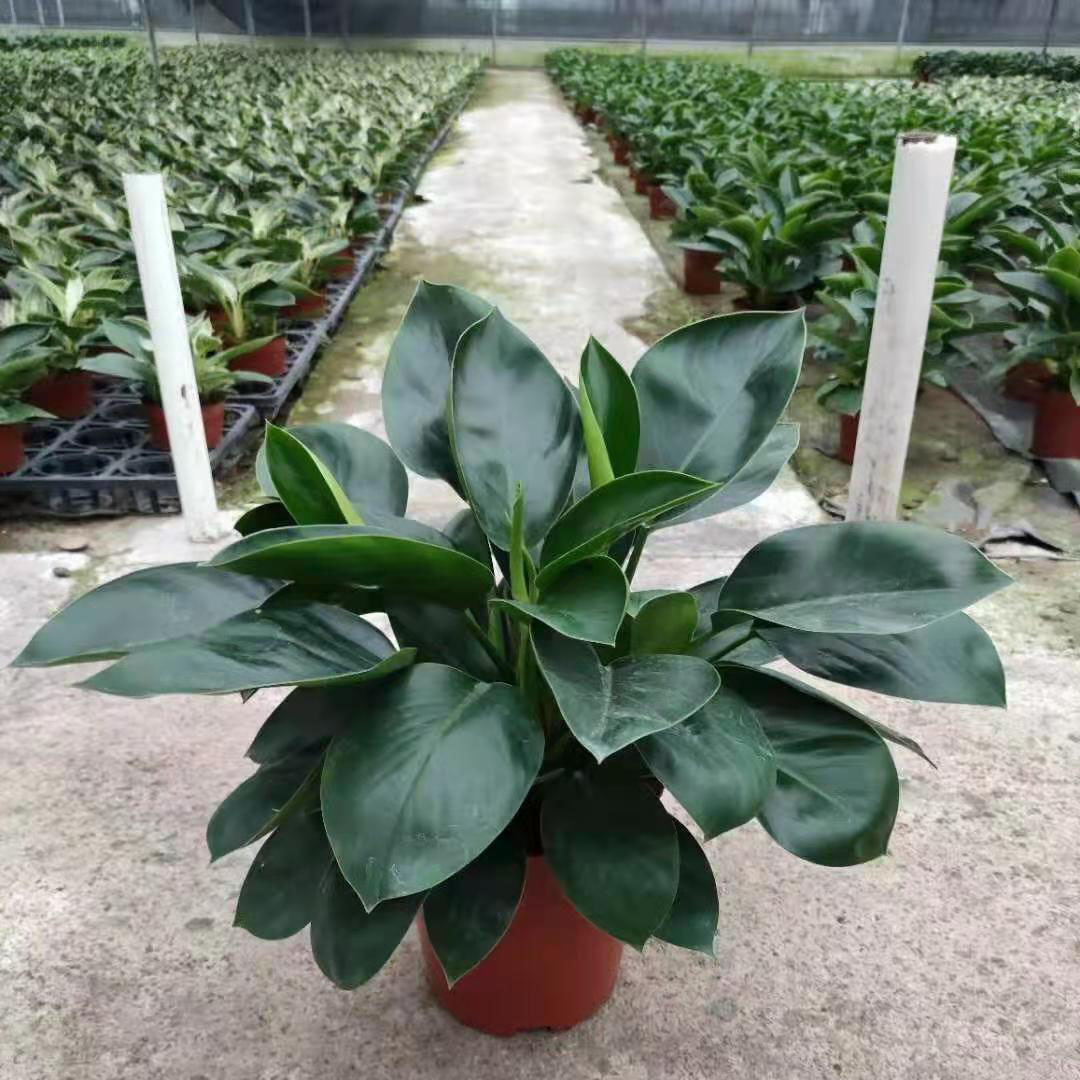 基地直供花卉小盆栽绿植绿化工程植物盆栽180小苹果