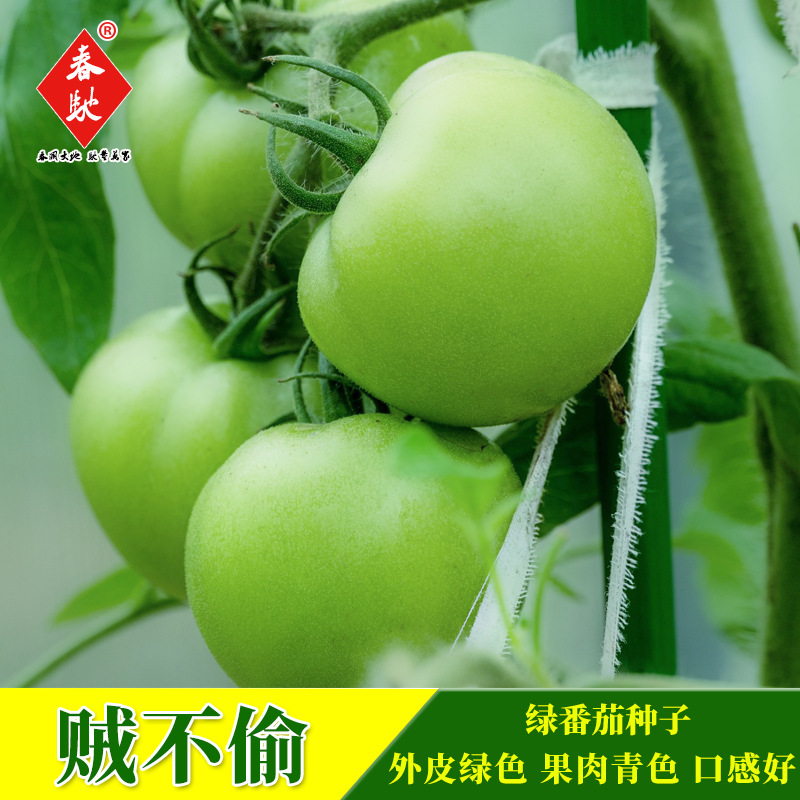 北方贼不偷绿番茄种子东北绿柿子绿色青果大番茄种子樱桃番茄种孑