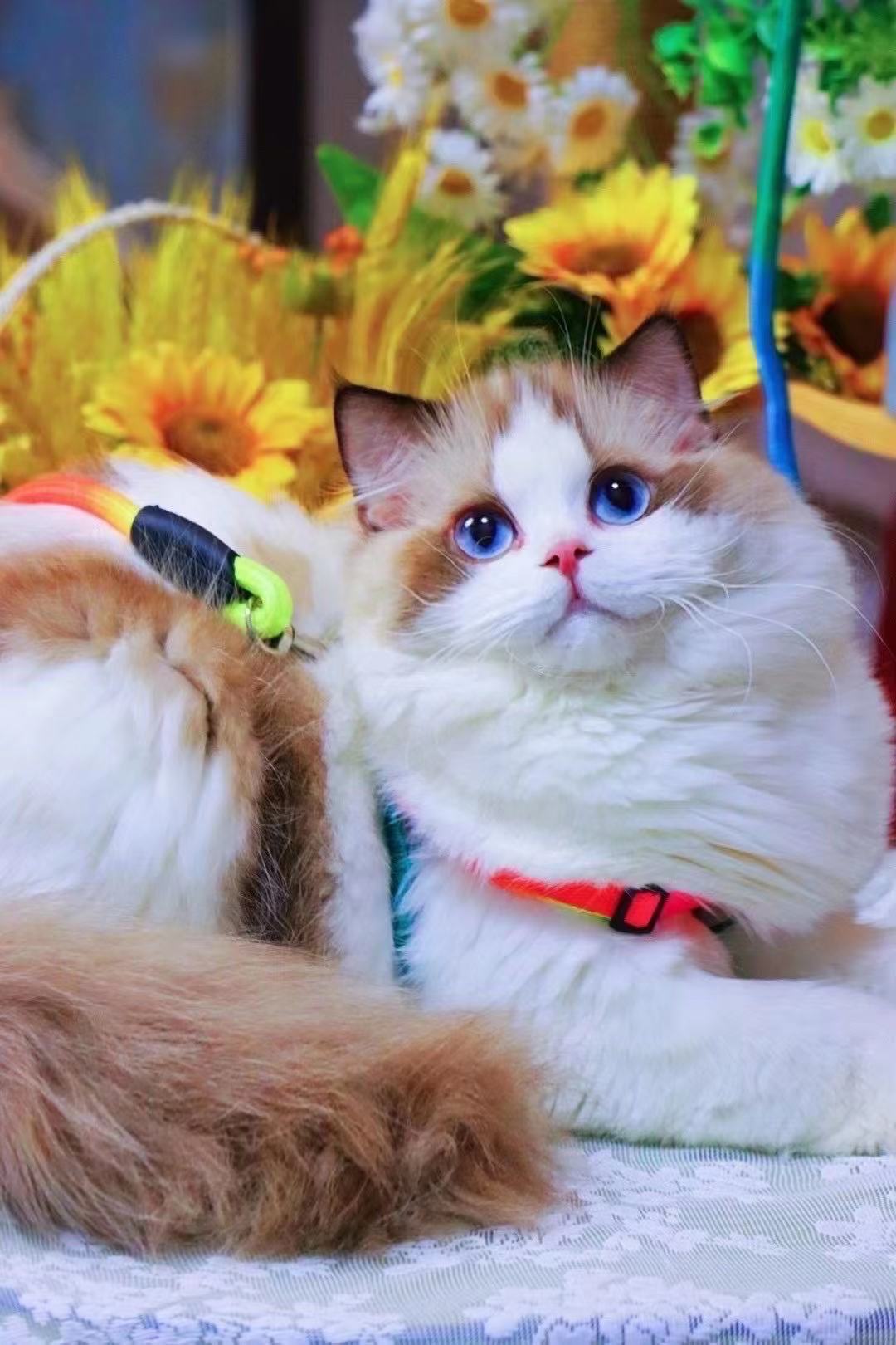 英短蓝白蓝猫折耳布偶猫矮脚美短金银渐层猫咪活物小猫幼猫宠物猫