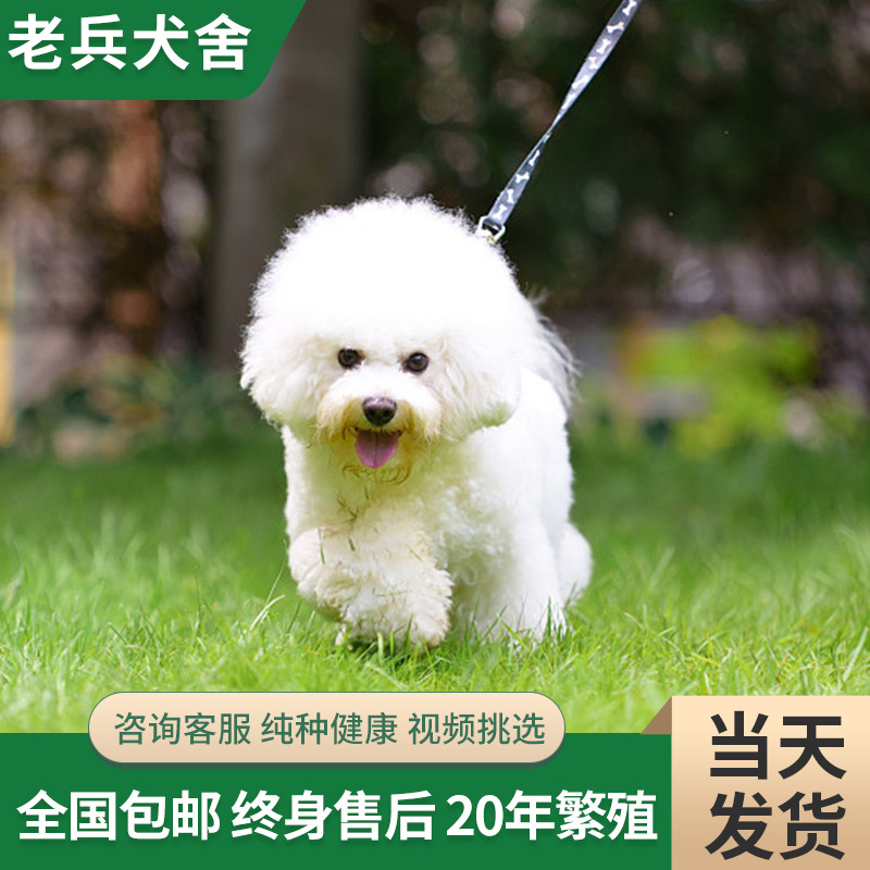 纯种比熊幼犬活体 比熊犬小型犬长不大飞耳法国茶杯犬活体宠物狗