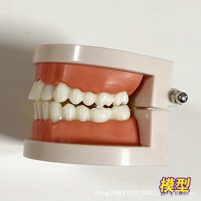 牙齿模型 牙齿教学模型 牙齿玩具模型 牙模型 正畸牙齿模型
