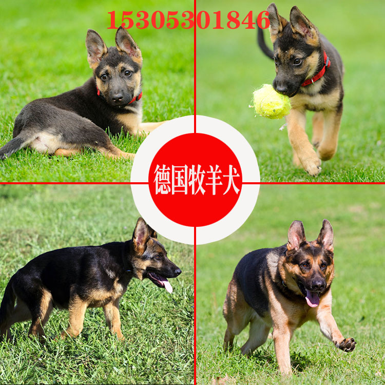 出售德国牧羊犬幼犬活体弓背狼狗军犬警犬平背德牧狗狗中型犬