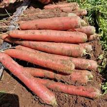 甘肃沙地水果胡萝卜新鲜蔬菜萝卜农家自种生吃脆甜红萝卜5斤 包邮