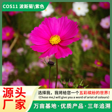 源头厂家波斯菊种子格桑花四季种易活开花不断庭院花海花籽花种籽