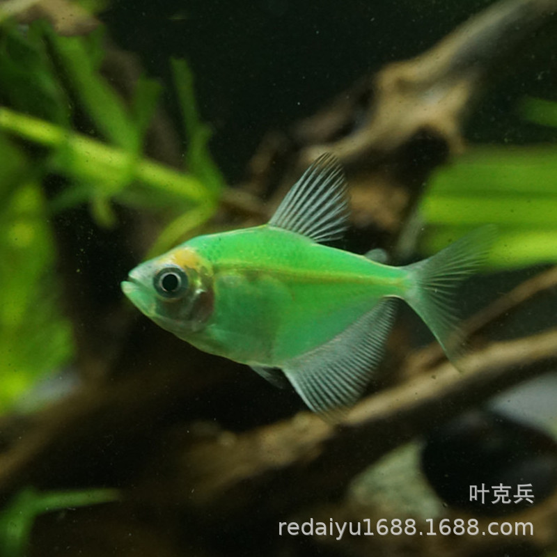 上海热带鱼养殖场批发翠绿天使 翡翠天使 翡翠绿天使-阿里巴巴