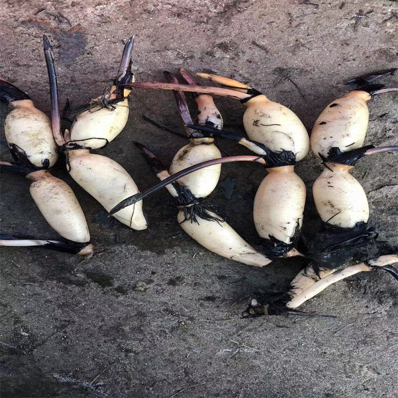 池塘大型观赏荷花苗种藕苗莲藕种苗盆栽荷花种根食用莲藕苗莲花苗