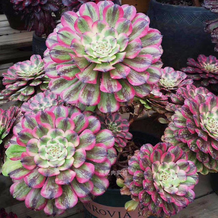 粉黛萤火法师多肉植物老桩手捧花群生高端锦花卉盆栽水墨画