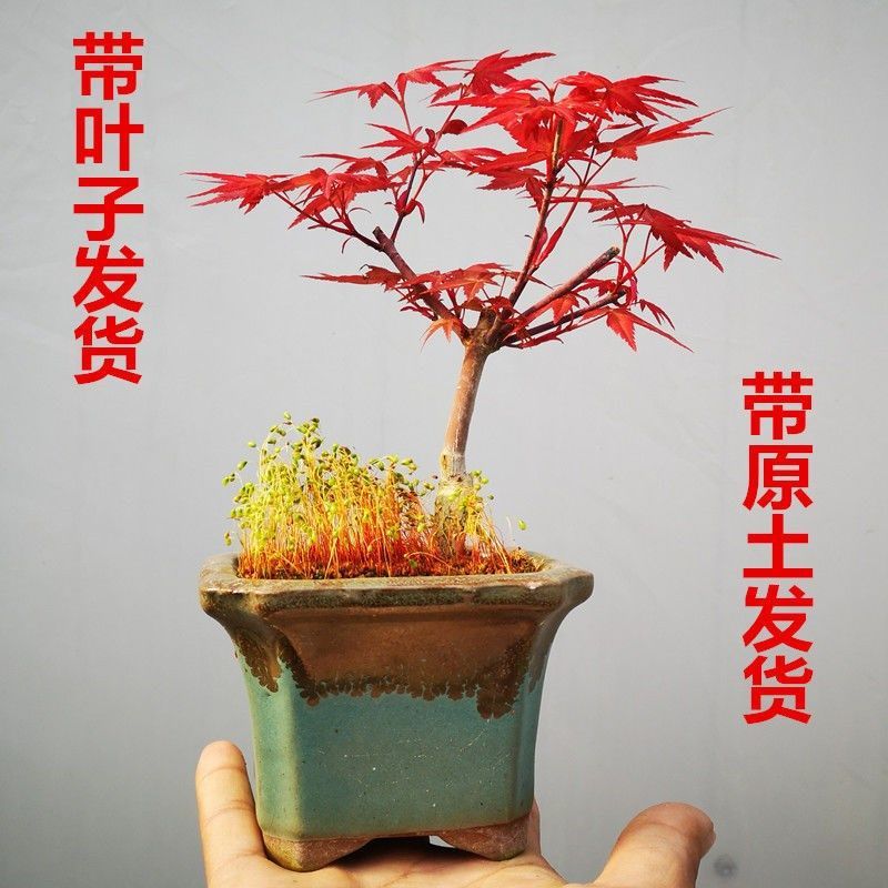 日本红枫盆景四季好养活室内桌面盆栽老桩耐寒观叶植物红舞姬树苗