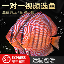 野血松石七彩神仙 野血松七彩 自家繁殖 种鱼大体型 鱼苗自来