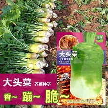 四川大头菜种子腌制泡菜种子 大头萝卜 蔬菜种子辣菜疙瘩根用芥菜