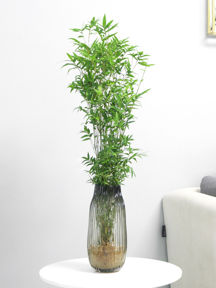 水培米竹植物室内盆栽小型凤尾竹盆景桌面绿植微水养竹苗观赏竹子
