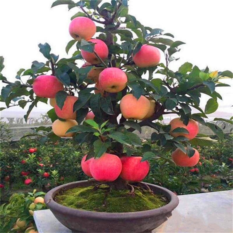 盆栽地栽带果嫁接南北方种植黑钻盆景树桩苗当年结果苗烟嘎啦苹果热帖
