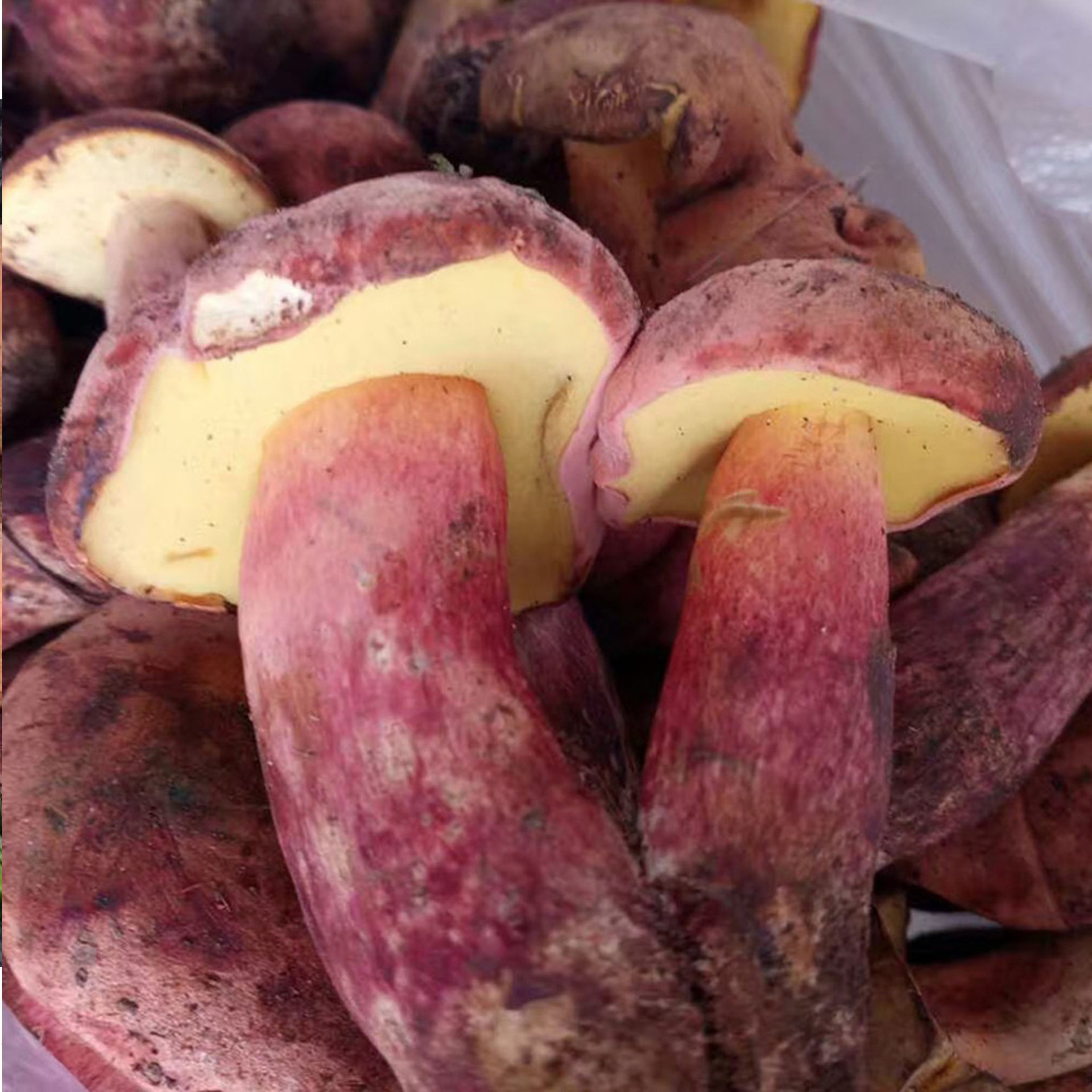 2022新鲜红葱云南特产野生牛肝菌见手青野生菌食用新鲜蘑菇500克