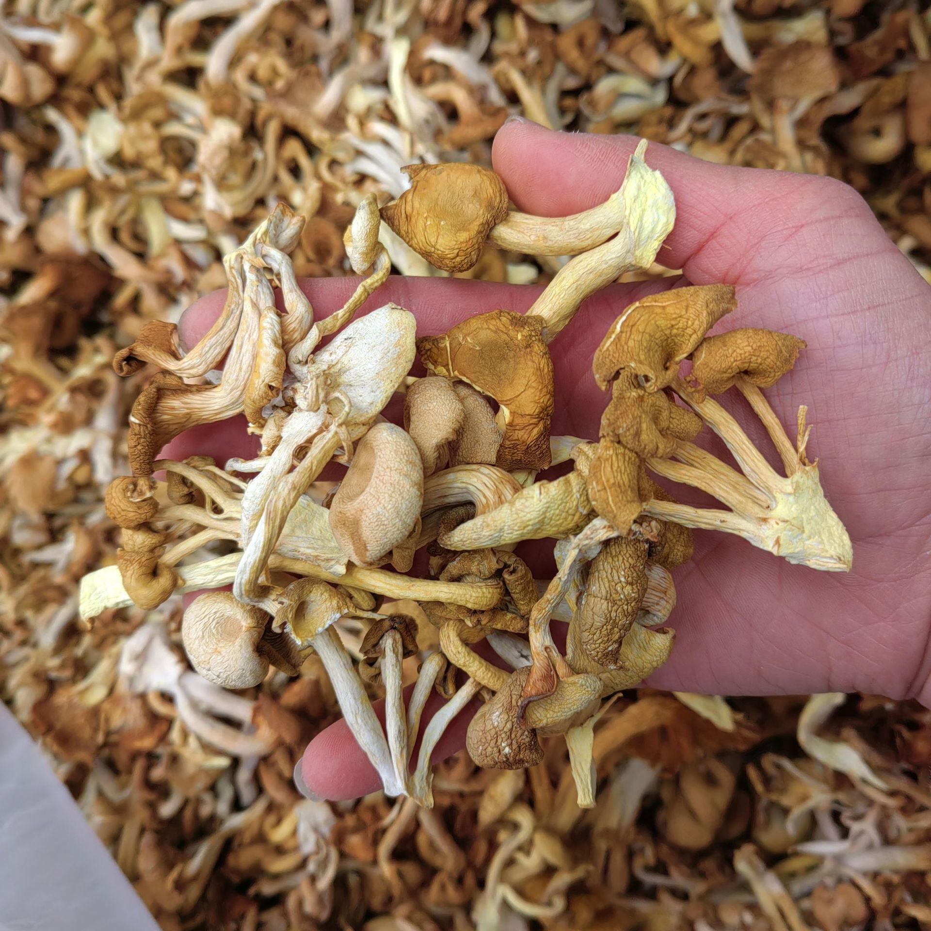 鸡油菌云南特产人工菌干蘑菇鸡油菌黄丝菌食用菌黄金菇榆黄菇干货