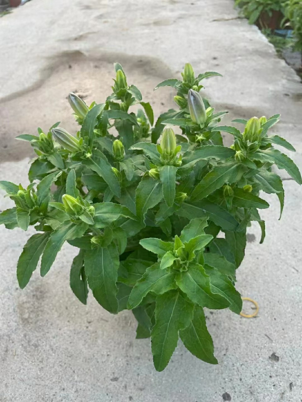 2201基地批发 供应 大花风铃草 盆栽苗 紫 粉两色 时花 草花